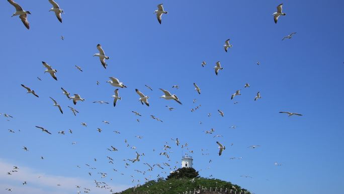 山东荣成海驴岛上漫天飞舞的海鸥
