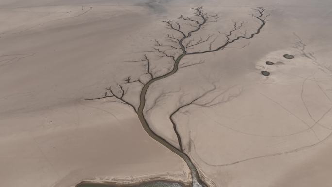 鄱阳湖生命之树干旱期9