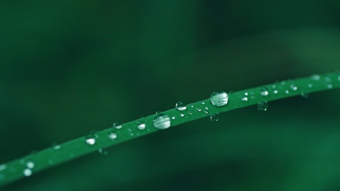 秋雨一叶小草与水珠