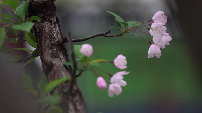 春天海棠花樱花空镜