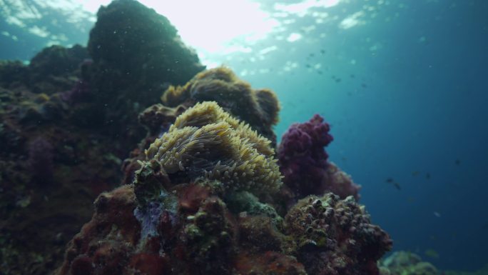 软珊瑚和海葵软珊瑚和海葵