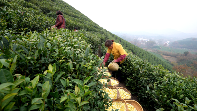 万亩茶园采摘茶树花