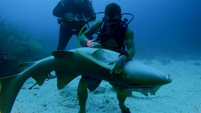 在加勒比海-伯利兹堡礁/Ambergris Caye，一名潜水员抓住并抚摸着一条大护士鲨