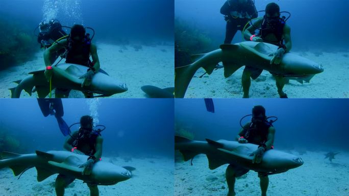 在加勒比海-伯利兹堡礁/Ambergris Caye，一名潜水员抓住并抚摸着一条大护士鲨