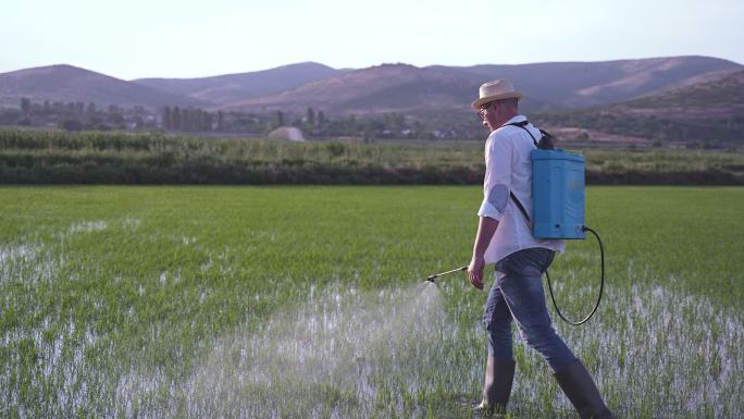 现代农民日落时在稻田喷洒杀虫剂