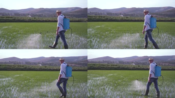 现代农民日落时在稻田喷洒杀虫剂