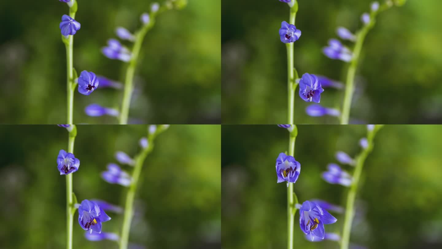 紫玉簪花开延时