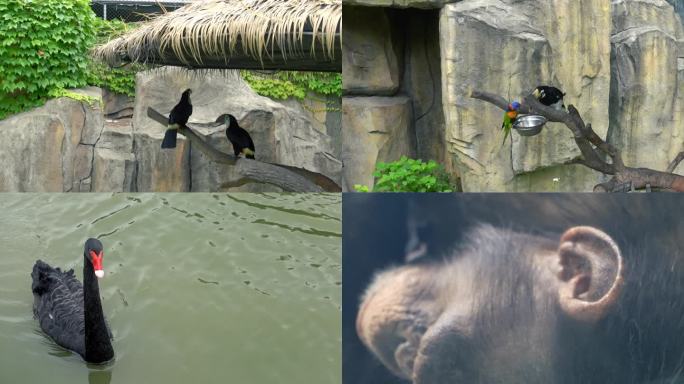 鸟类 猴类 动物园