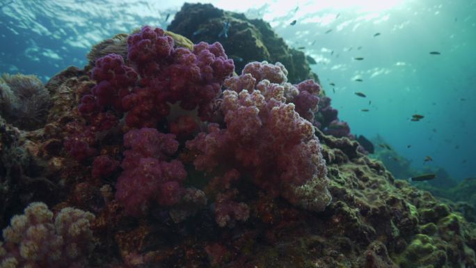 粉红色软珊瑚珊瑚虫梦幻彩色