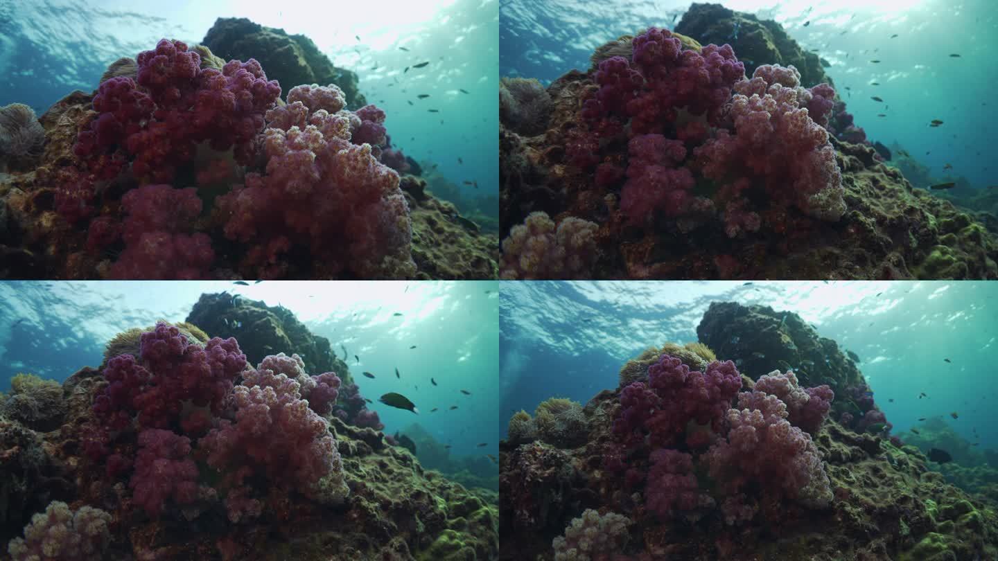 粉红色软珊瑚珊瑚虫梦幻彩色