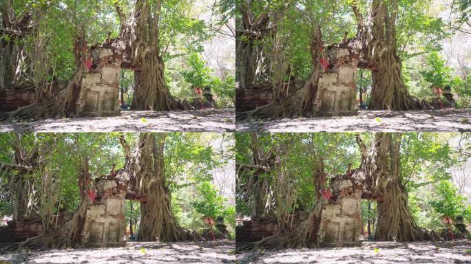 平移：菩提树覆盖的古寺墙，历史上的地方曾经是一个古老的小教堂，在榕树的中间