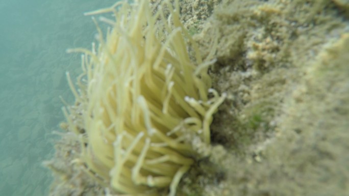 美丽的海草潜水海底