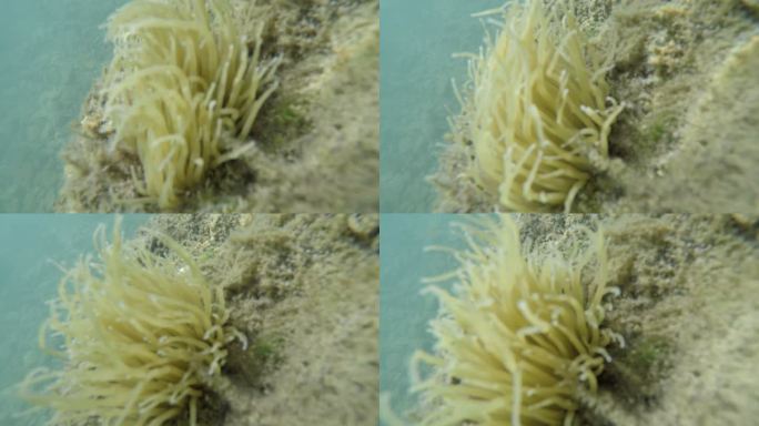 美丽的海草潜水海底