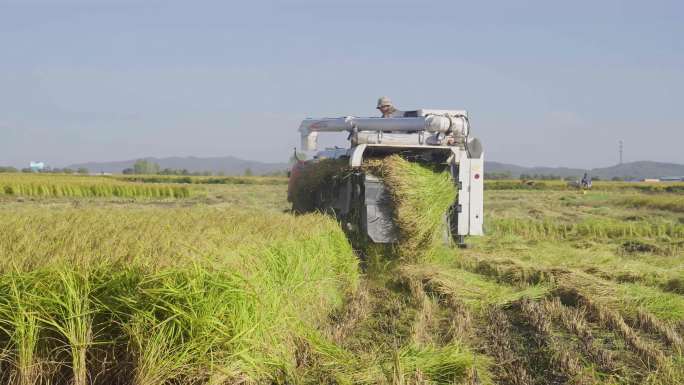 机械收割水稻丰收景象4K