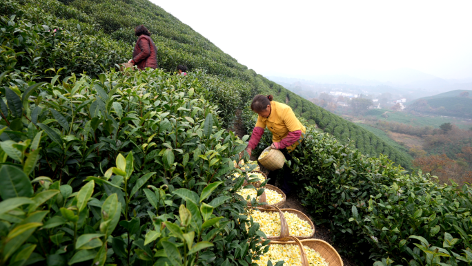 采摘茶树花