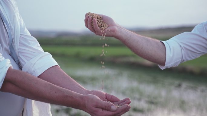 两名男性农民开始播种前检查稻米质量