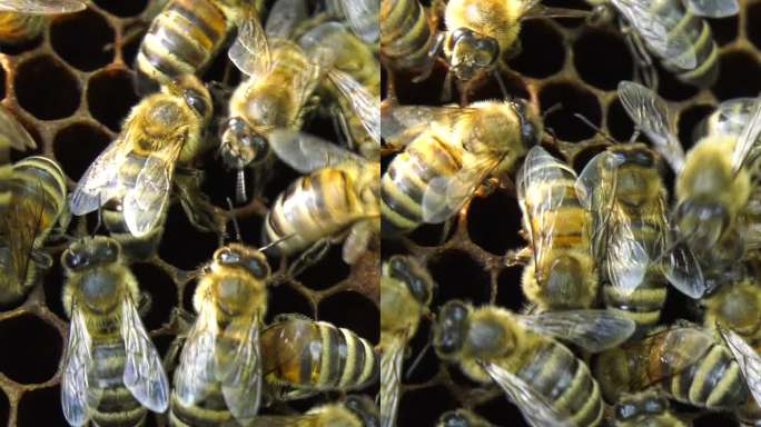 蜜蜂在梳子上爬行虫子养殖虫儿虫窝采蜜