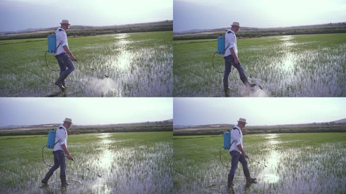 男性农民在稻田喷洒杀虫剂时照顾稻米