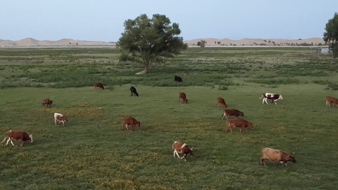 鄂尔多斯七星湖草原牧场牛群漫步4K航拍