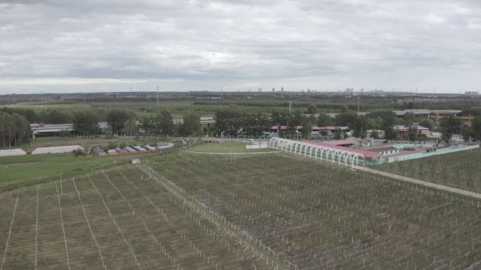 葡萄园 种植基地 农业 航拍 乡村