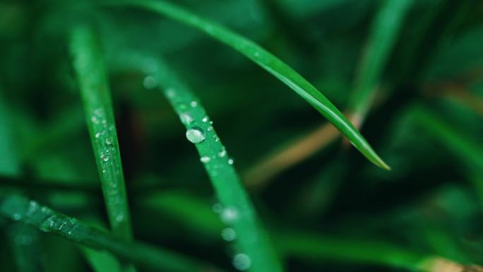 一组雨中小草水珠特写