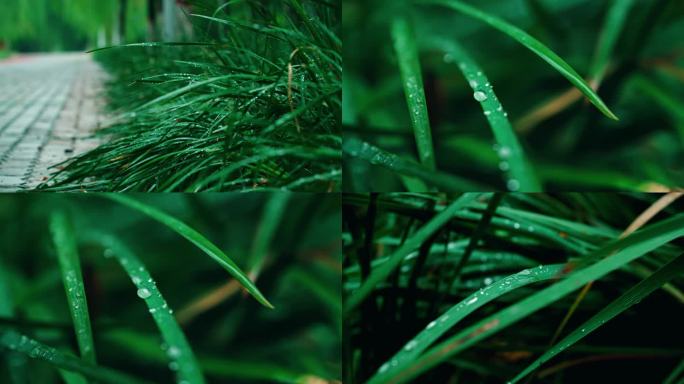 一组雨中小草水珠特写