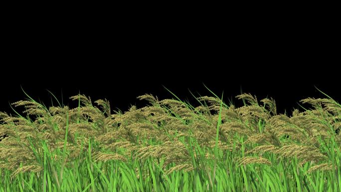 水稻摇曳动画-带透明通道
