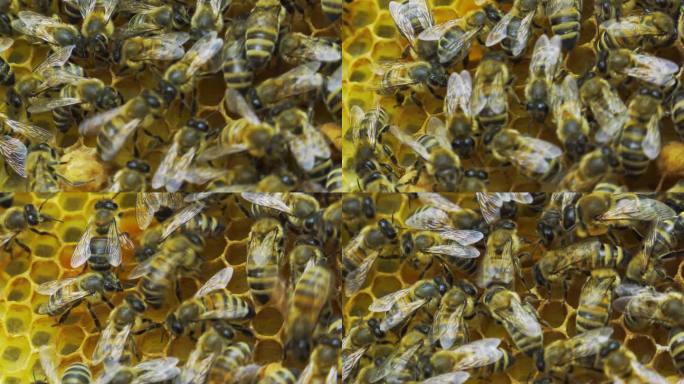 蜂巢内的蜜蜂在蜂巢上酿蜜