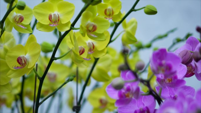 花卉盆栽特写