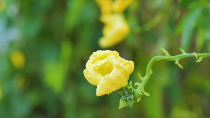 丝瓜 丝瓜花 农村大棚