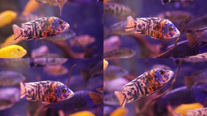 水箱中的热带鱼色彩斑斓水族箱群体游动