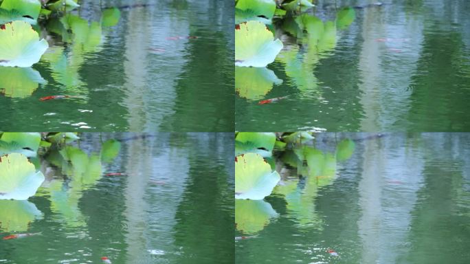 花园荷花水池锦鲤鱼观赏鱼