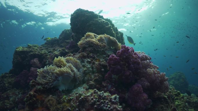 软珊瑚和海葵2软珊瑚和海葵
