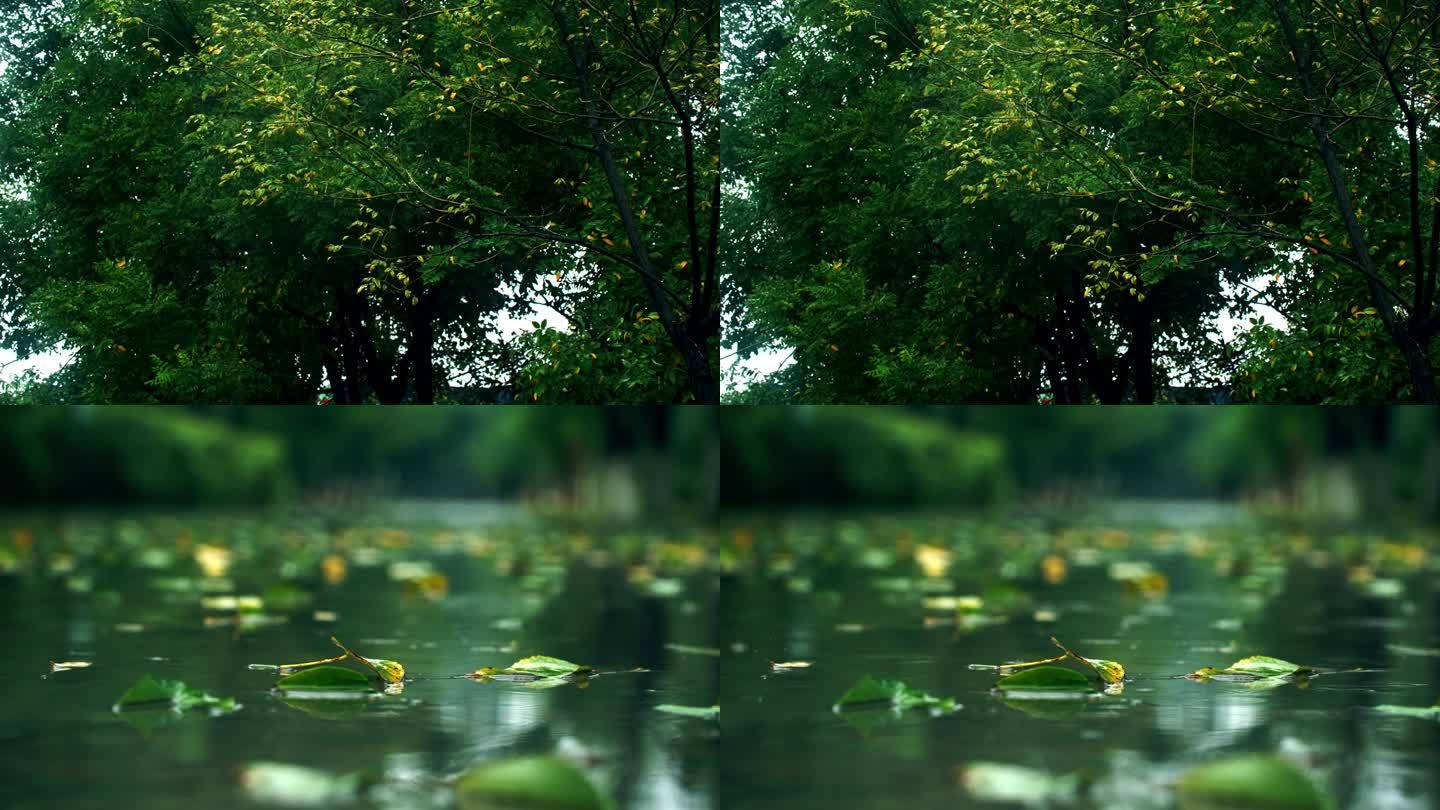 秋雨雨滴与落叶 3840x2160 高清视频素材下载 编号 实拍视频 光厂 Vj师网 Www Vjshi Com