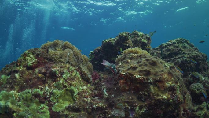 海葵和山海葵海底世界游鱼