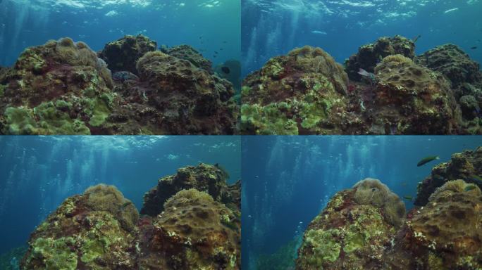 海葵和山海葵海底世界游鱼