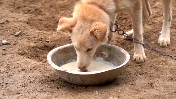 中华田园犬