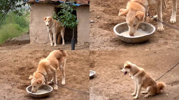 中华田园犬