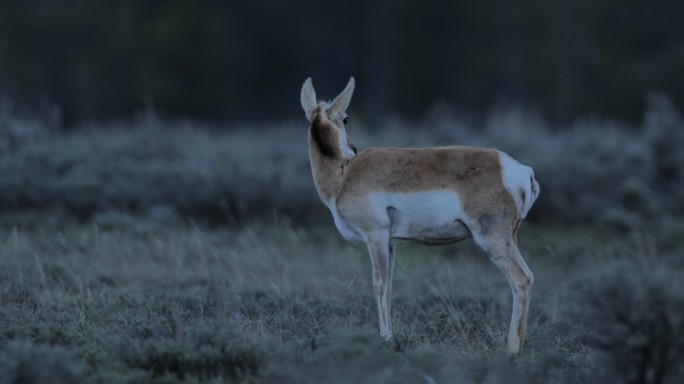 叉角羚/羚羊雄鹿，黄石国家公园，怀俄明州