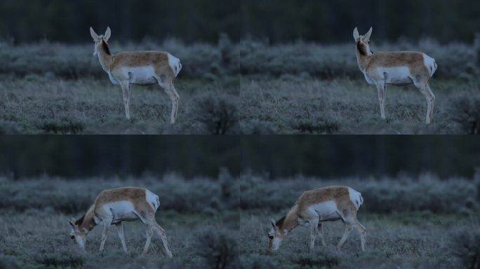 叉角羚/羚羊雄鹿，黄石国家公园，怀俄明州