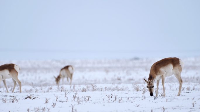 叉角羚，羚羊雄鹿在新墨西哥州的冬季风暴中觅食