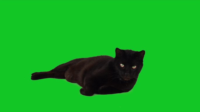 可爱的黑猫躺在色度键绿色屏幕上