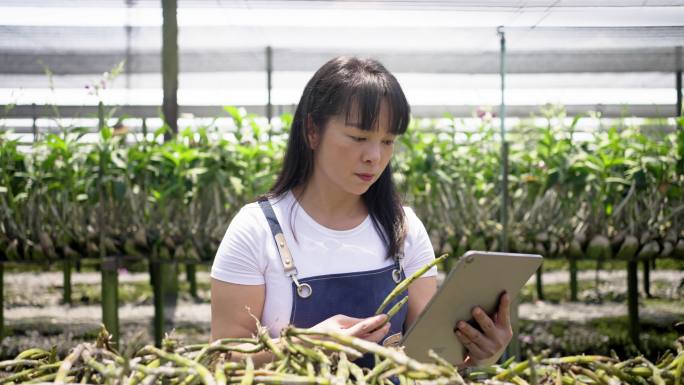亚洲园丁在观赏兰花农场使用数字平板电脑