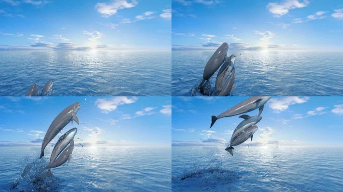 海豚 跃出水面 海面 转场