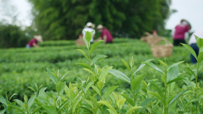 忙碌采茶前景