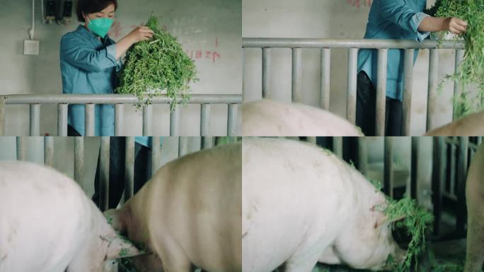 妇女在养猪场工作妇女在养猪场工作