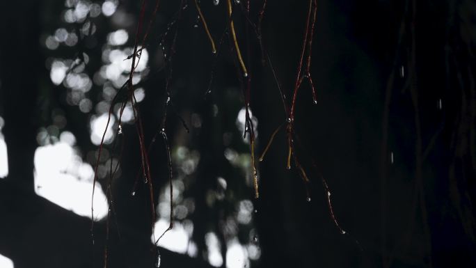 下雨天榕树气根雨滴-慢镜头