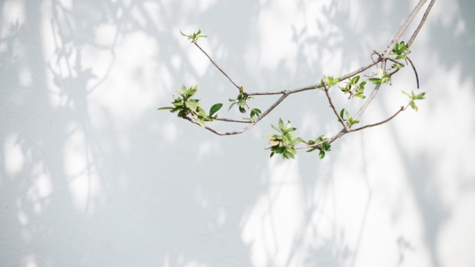 阳光下白墙和户外院子里植物的嫩枝