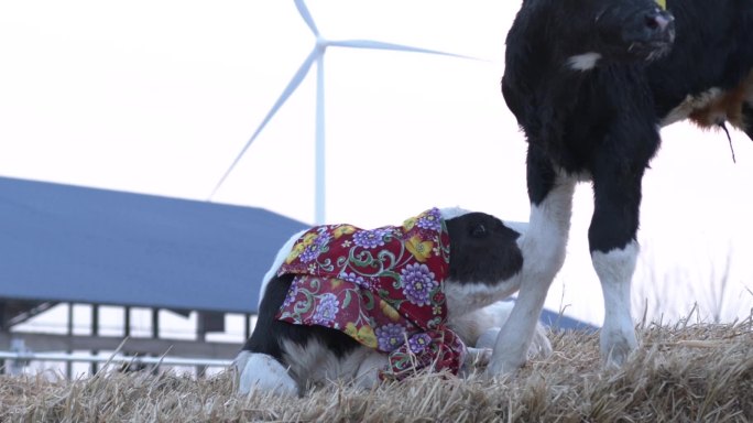 两个小牛犊牛亲密互动带着花围巾睁眼看镜头