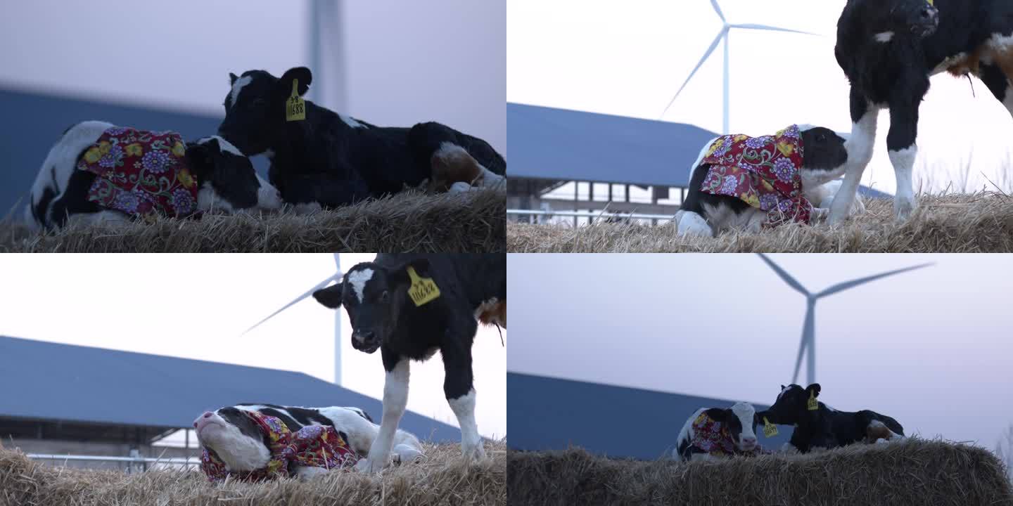 两个小牛犊牛亲密互动带着花围巾睁眼看镜头